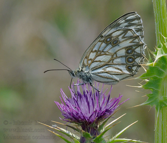 Western marbled white Melanargia occitanica