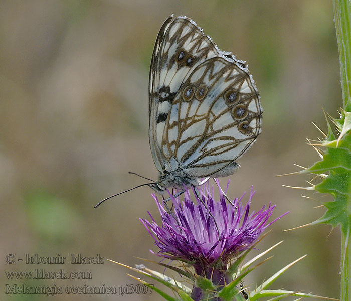 Échiquier Occitanie Melanargia occitanica