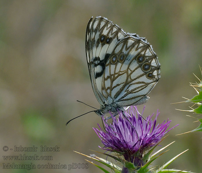 Westelijk dambordje Medioluto herrumbrosa Melanargia occitanica