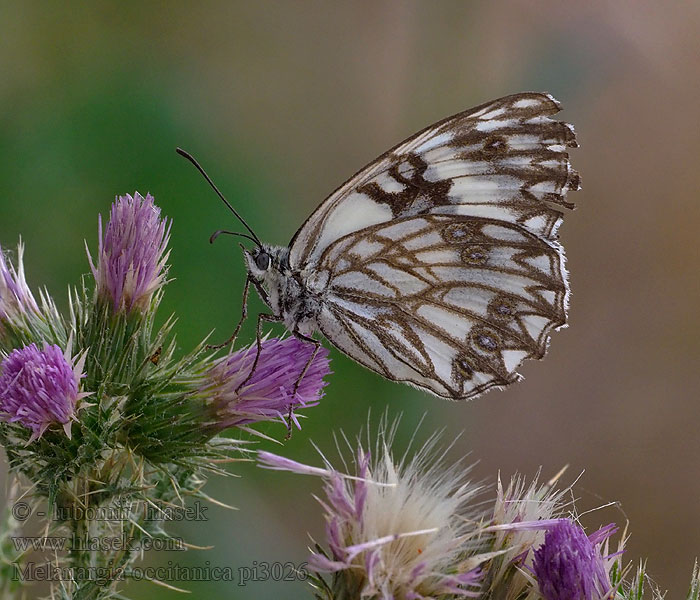 Medioluto herrumbrosa Melanargia occitanica