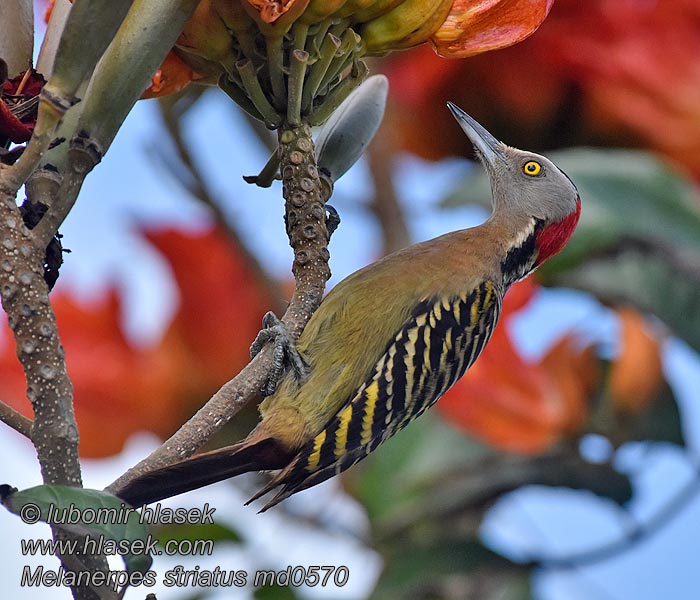 Hispaniolan Woodpecker Melanerpes striatus