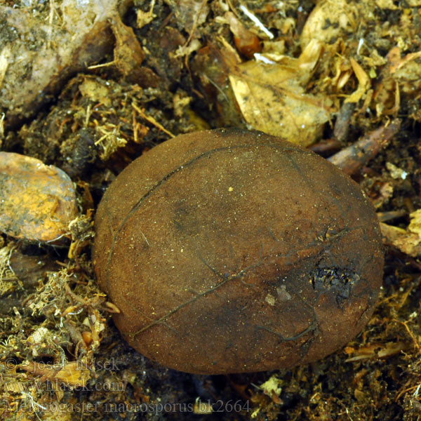 Melanogaster macrosporus Černoušek velkovýtrusý Grosssporige Schleimtrüffel