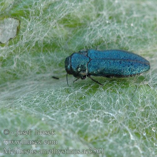 Meliboeus amethystinus ae3561 DE: Blauer Distel-Prachtkäfer
