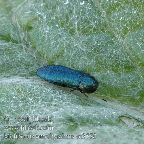 Meliboeus amethystinus ae3578 DE: Blauer Distel-Prachtkäfer