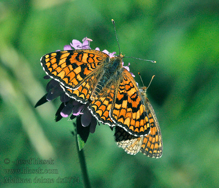 Melitaea deione Hnědásek provensálský Provençal fritillary Mélitée linaires