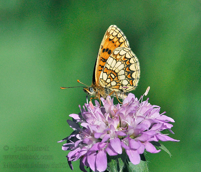 Melitaea deione Hnědásek provensálský Provençal fritillary Spaanse parelmoervlinder