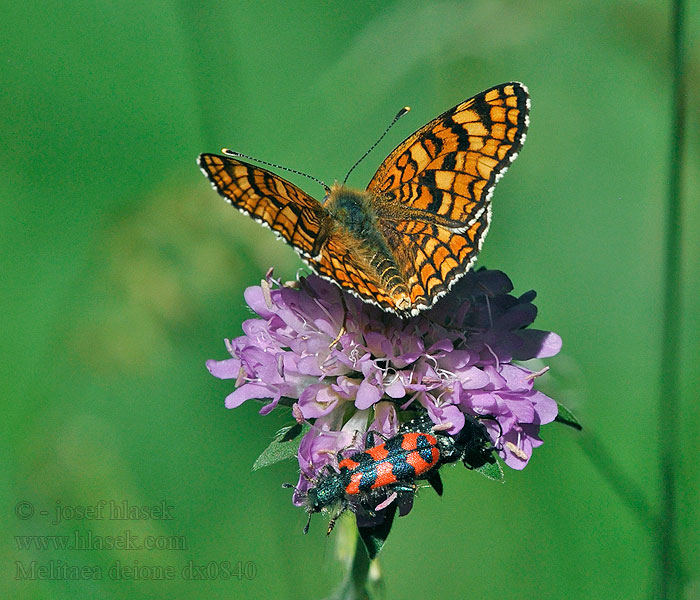 Melitaea deione Hnědásek provensálský Mélitée linaires Spaanse parelmoervlinder