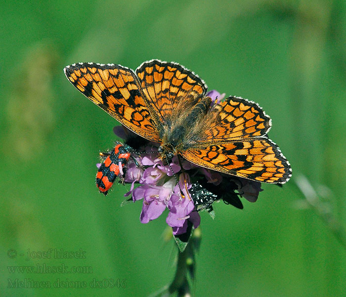 Melitaea deione Provençal fritillary Mélitée linaires Spaanse parelmoervlinder