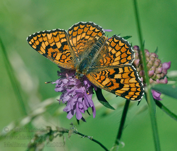 Melitaea deione Hnědásek provensálský Provençal fritillary