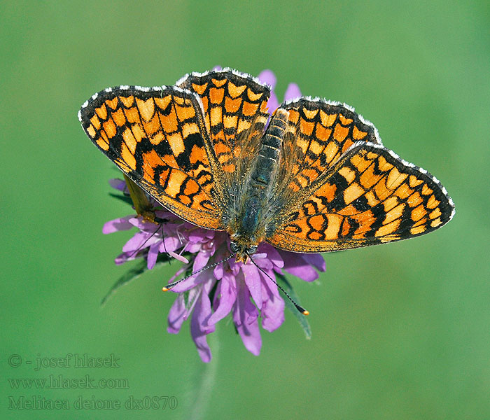 Melitaea deione Mélitée linaires Spaanse parelmoervlinder