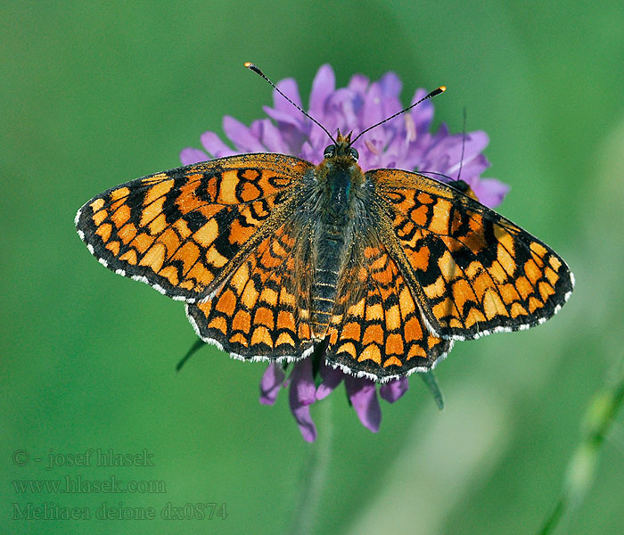 Melitaea deione Hnědásek provensálský