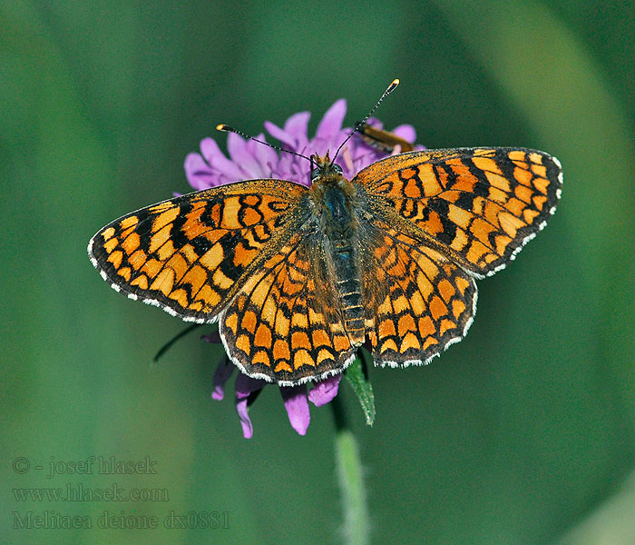 Melitaea deione Mélitée linaires