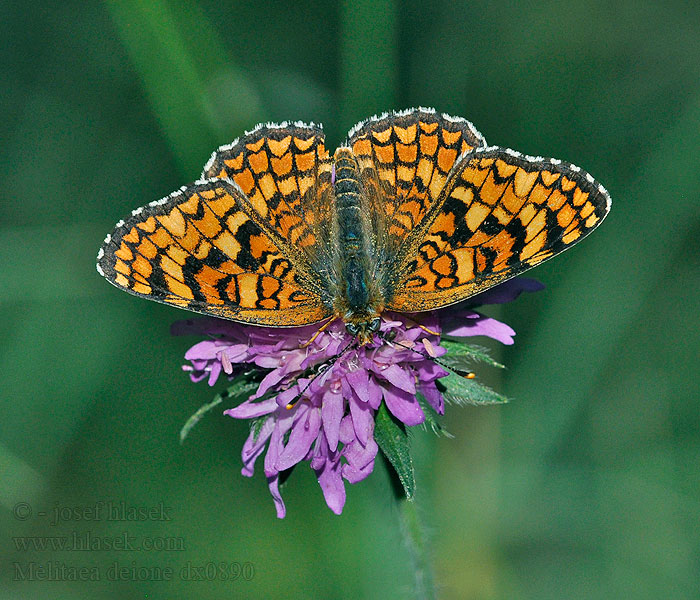 Melitaea deione Mélitée linaires Spaanse parelmoervlinder