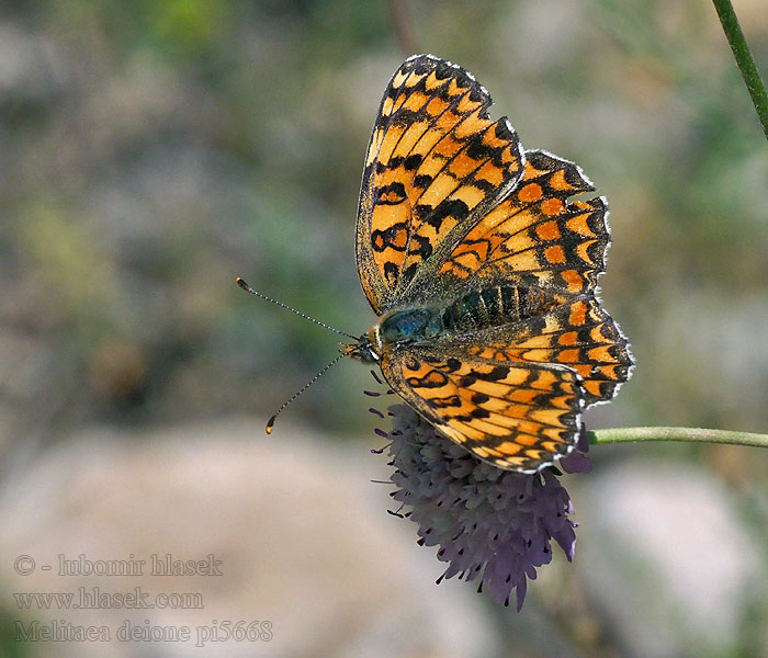 Hnědásek provensálský Melitaea deione