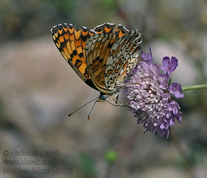 Provençal fritillary Melitaea deione