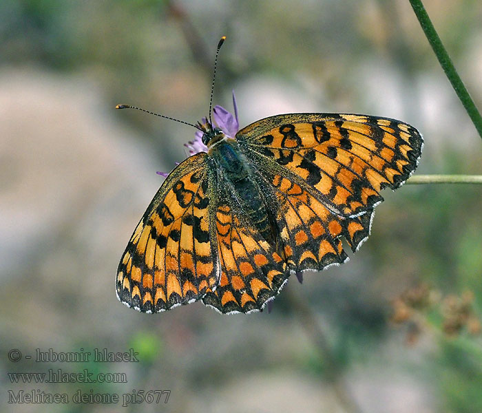 Mélitée linaires Melitaea deione