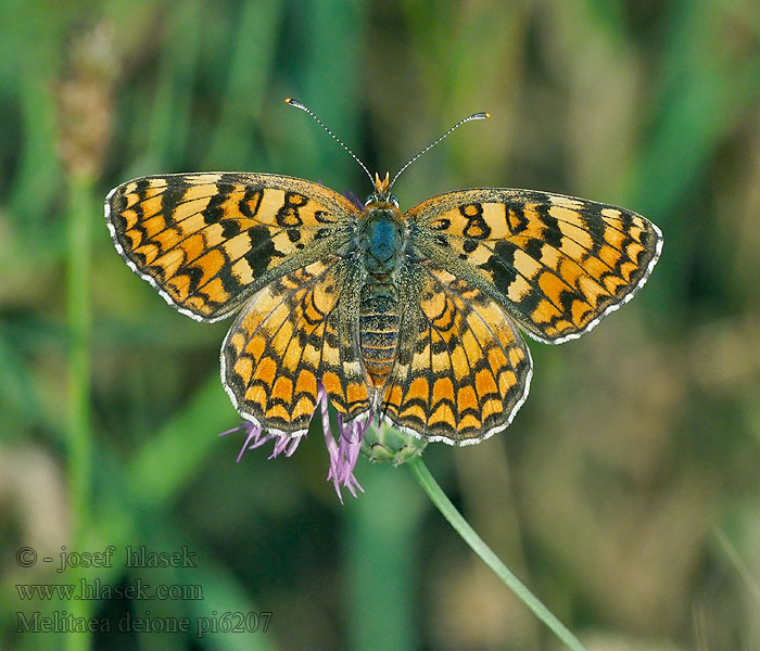 Spaanse parelmoervlinder Melitaea deione