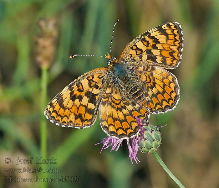 Melitaea deione