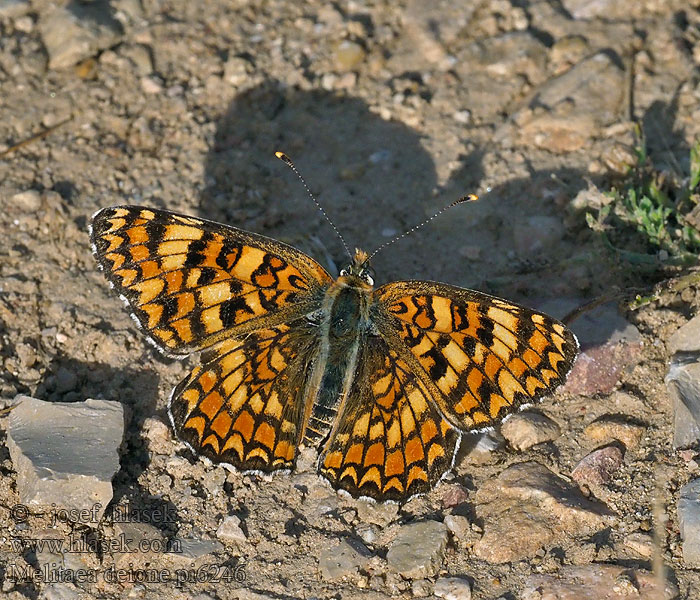 Hnědásek provensálský Melitaea deione