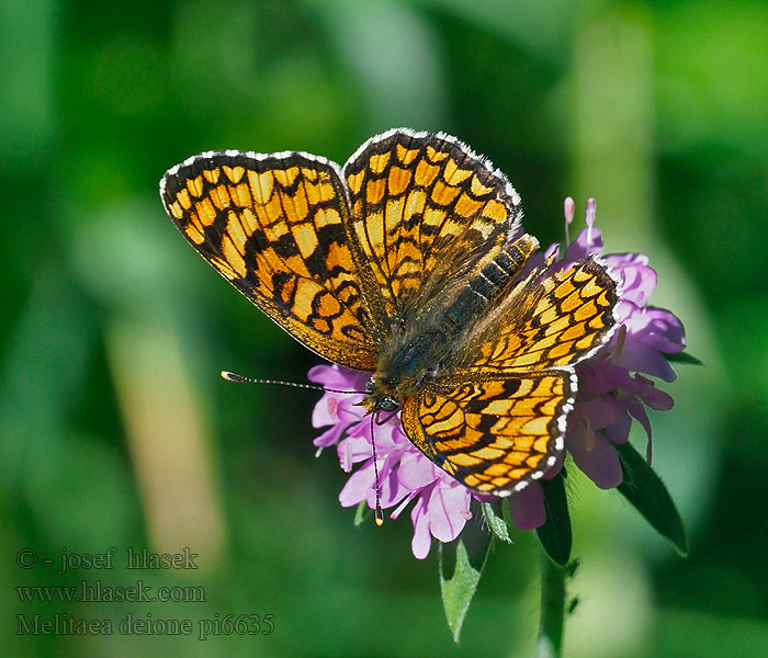 Hnědásek provensálský Melitaea deione