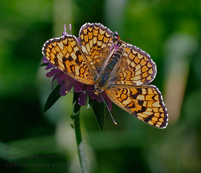 Melitaea deione