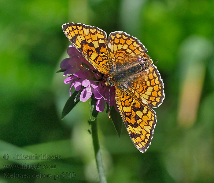 Melitaea deione Hnědásek provensálský Provençal fritillary