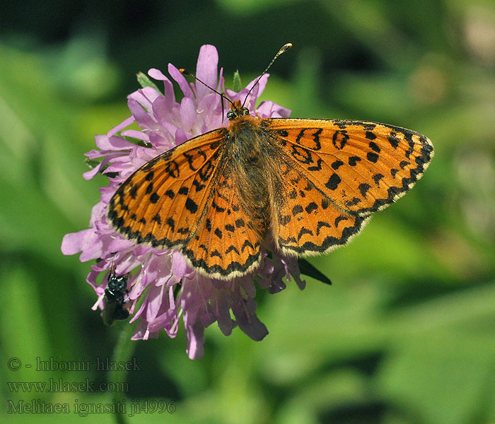 Melitaea ignasiti