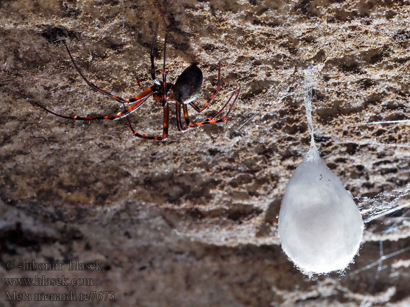 Meta menardi Sieciarz jaskiniowy Gewone grottenspin European cave spider