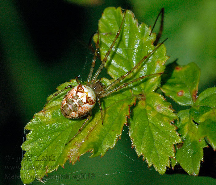 Metellina segmentata Meta podzimní Herbstspinne Czaik jesienny Herfstspin Höstspindel