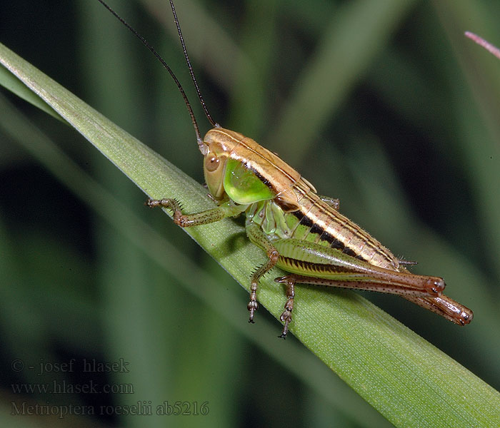 Metrioptera roeselii Roesel's bush-cricket Decticelle bariolée Скачок Резеля Podłatczyn Roesela