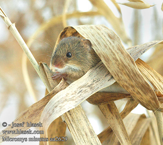 巢鼠 Micromys minutus Harvest mouse Dværgmus Vaivaishiiri Rat moissons Dwergmuis