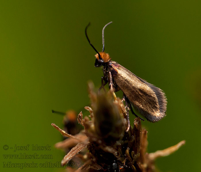  Micropterix calthella sylesiaca