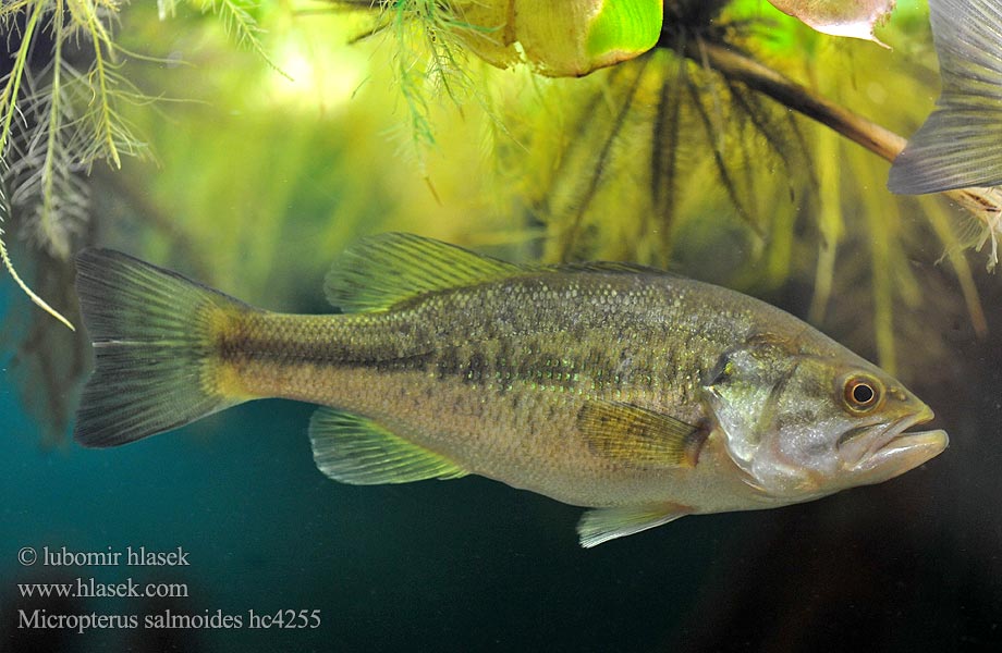 Largemouth Bass Forellenbarsch Bass wielkogębowy