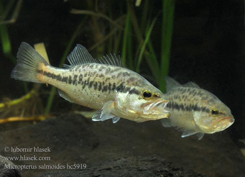 Forellenbarsch Bass wielkogębowy Okounek pstruhový