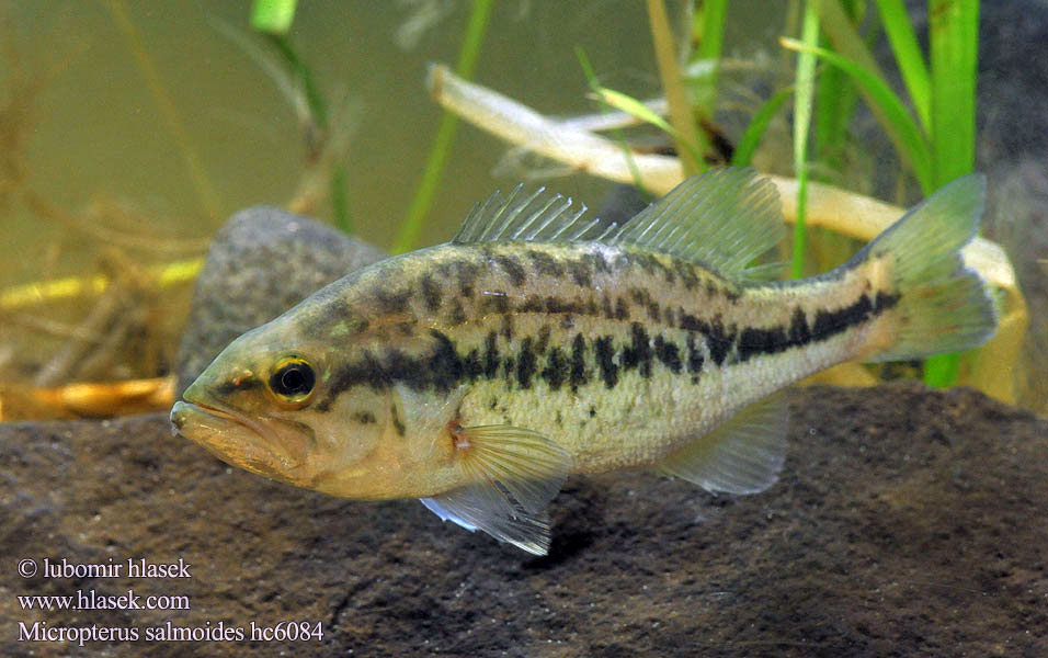 Micropterus salmoides Forellenbarsch Bass wielkogębowy