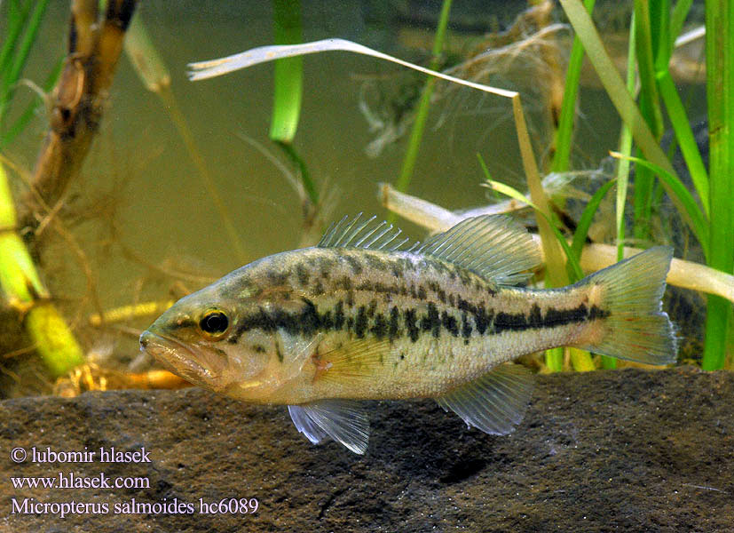 Micropterus salmoides Bass wielkogębowy Okounek pstruhový
