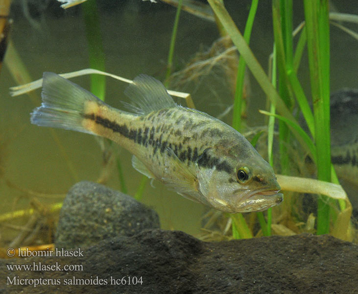 Largemouth Bass (Micropterus salmoides) – MJS Reptiles