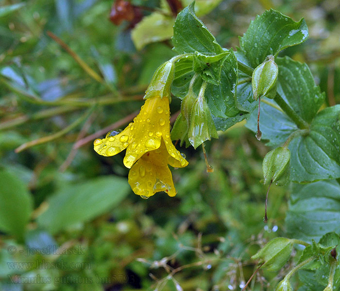 Common Seep Monkey Flower Mimulus guttatus