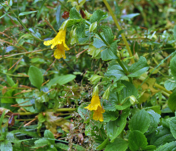 Monkeyflower Yellow Golden monkey-flower Mimulus guttatus