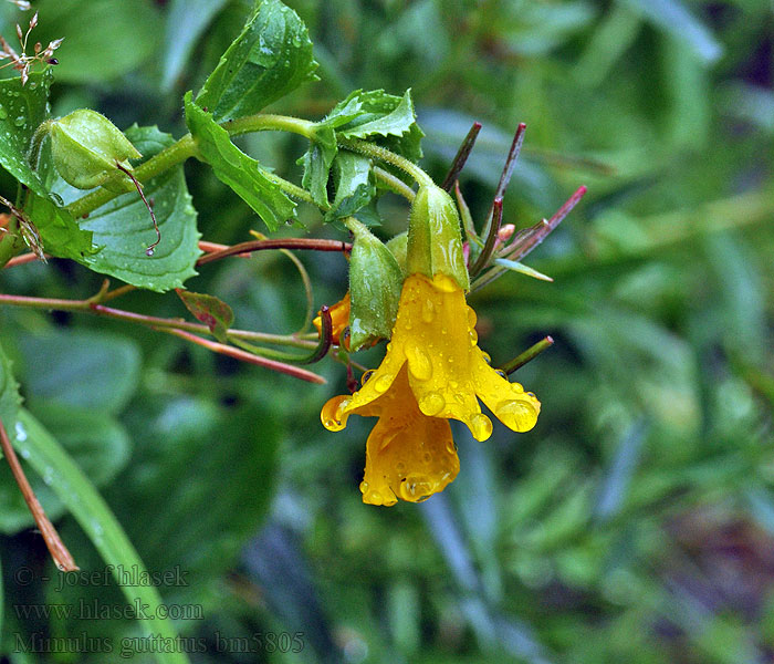 Gelbe Gauklerblume Mimulus guttatus