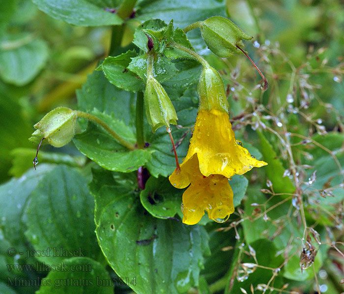 Kejklířka skvrnitá Mimulus guttatus