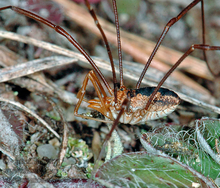 Mitopus morio Gemeiner Gebirgsweberknecht Sadellocke Metsälukki