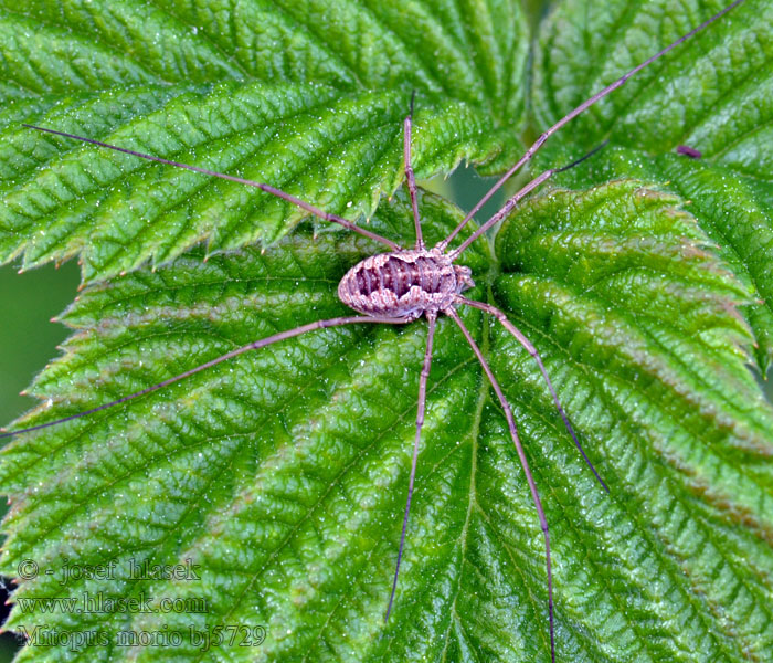 Gemeiner Gebirgsweberknecht Sadellocke Metsälukki Mitopus morio