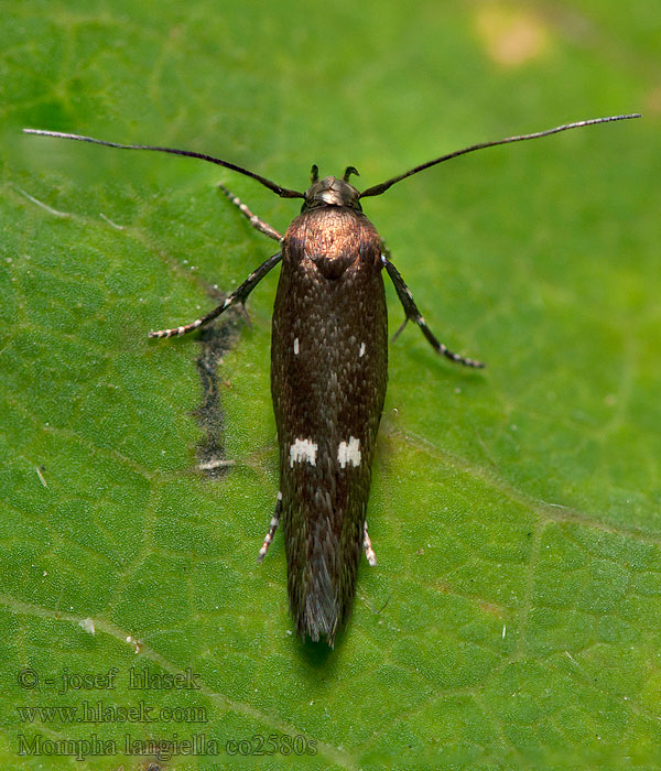 Mompha langiella Clouded Cosmet