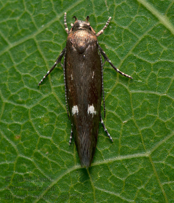 Clouded Cosmet Mompha langiella