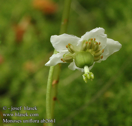 Eenbloemig wintergroen Ögonpyrola One-flowered Wintergreen