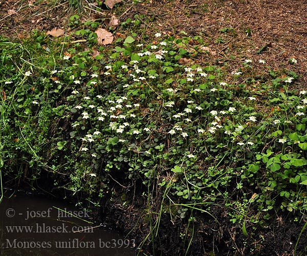 One-flowered Wintergreen Kiskörtike Moosauge Gruszyczka jednokwiatowa