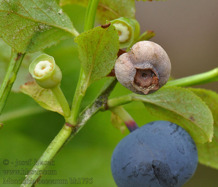 Blåbärsskål Mustikanmuumiopikari Monilinia baccarum