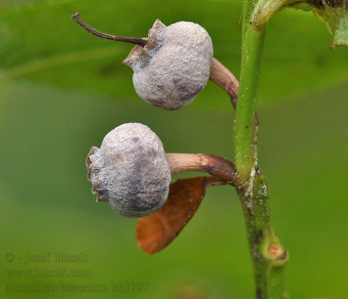 Paciornica jagodowa Monilinia baccarum