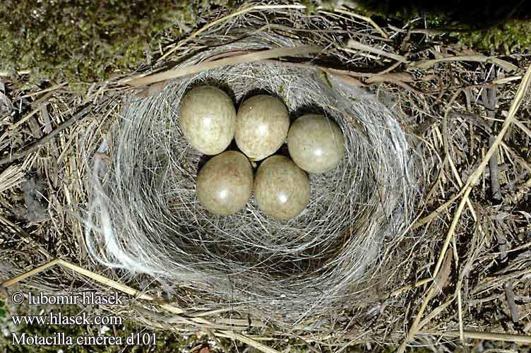 birds eggs nests Motacilla cinerea Grey Wagtail